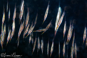Rigid Shrimpfish/Photographed with a Canon 60 mm macro le... by Laurie Slawson 